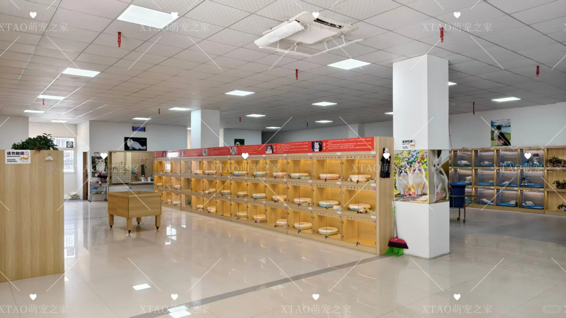 东莞买猫买狗不踩坑！！东莞宠物基地推荐！