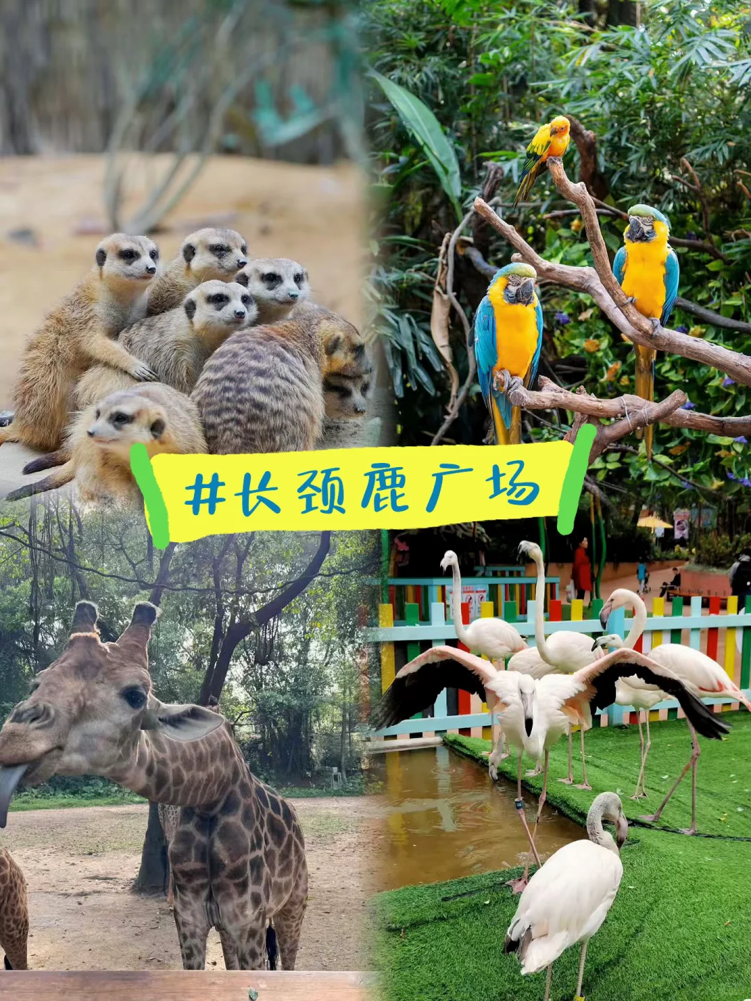 广州长隆野生动物世界童车租赁、长隆攻略