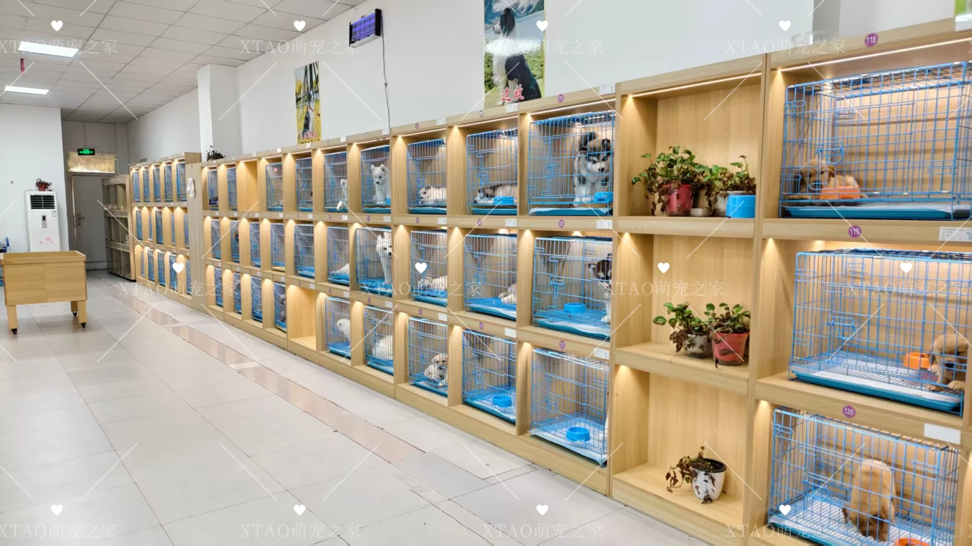 东莞买猫买狗不踩坑！！东莞宠物基地推荐！