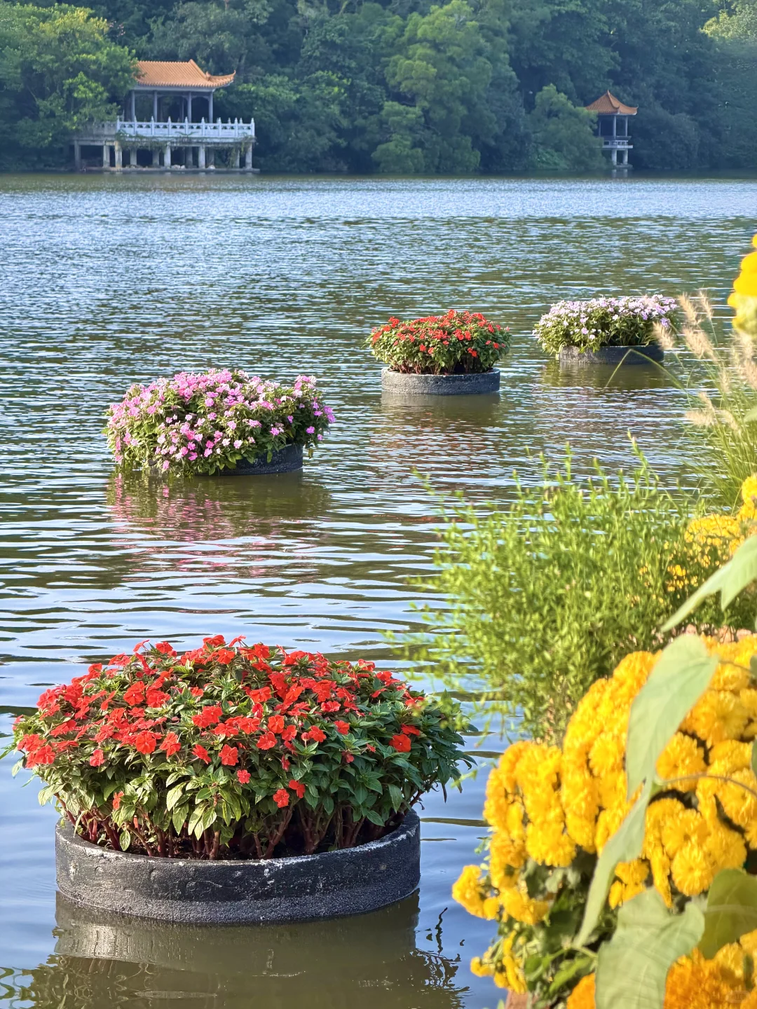 以为广州的菊花展够美了，直到我去了深圳……