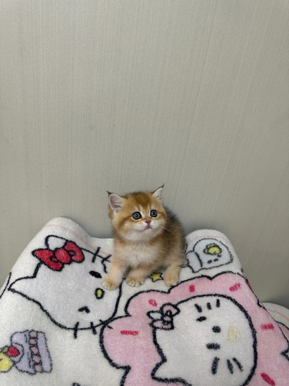 个人原因，金渐层养不了了，广州自提