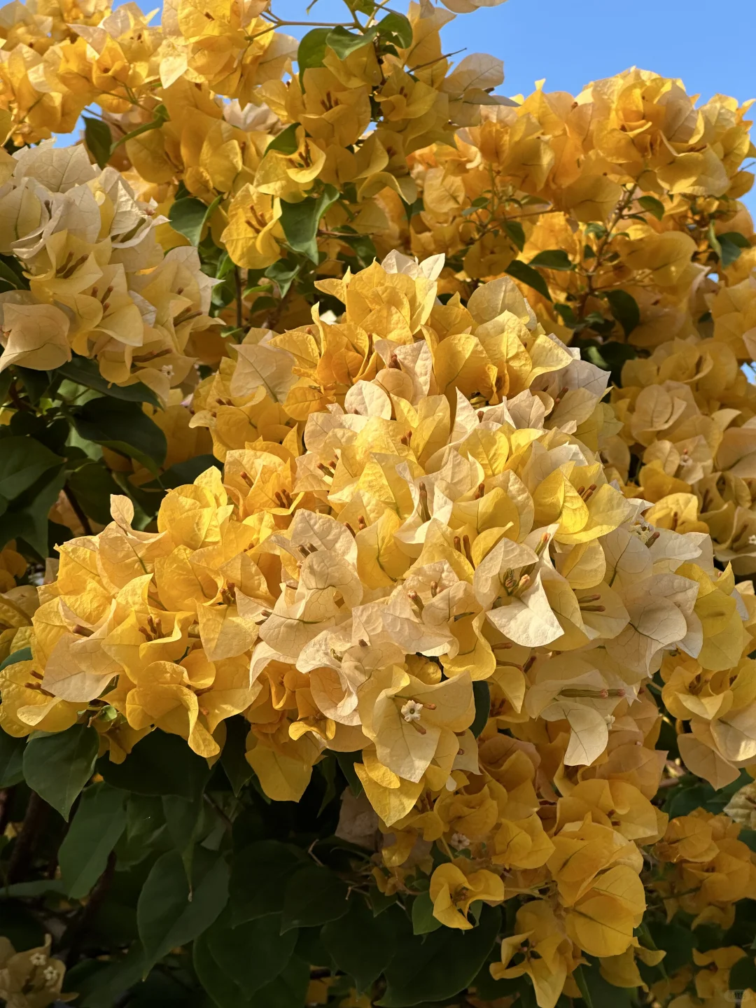 广州地铁直达🌸黄色三角梅又开爆了！！！