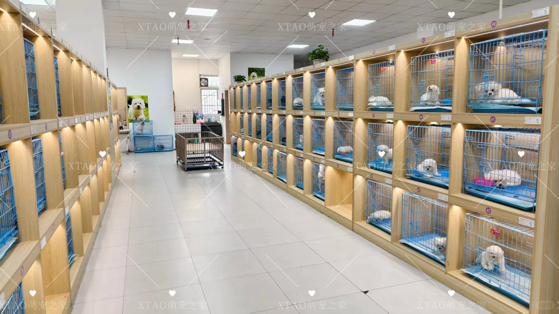 东莞买猫买狗不踩坑！！东莞宠物基地推荐！