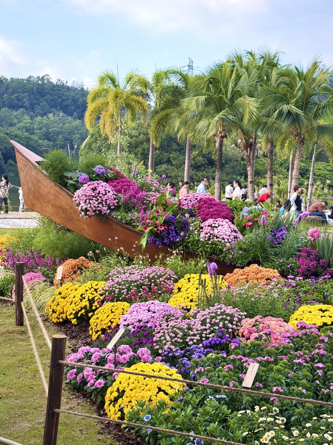 以为广州的菊花展够美了，直到我去了深圳……