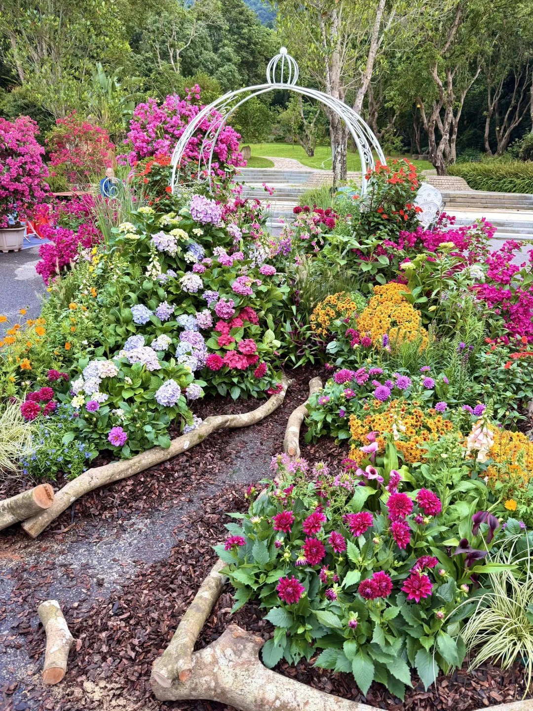 以为广州的菊花展够美了，直到我去了深圳……