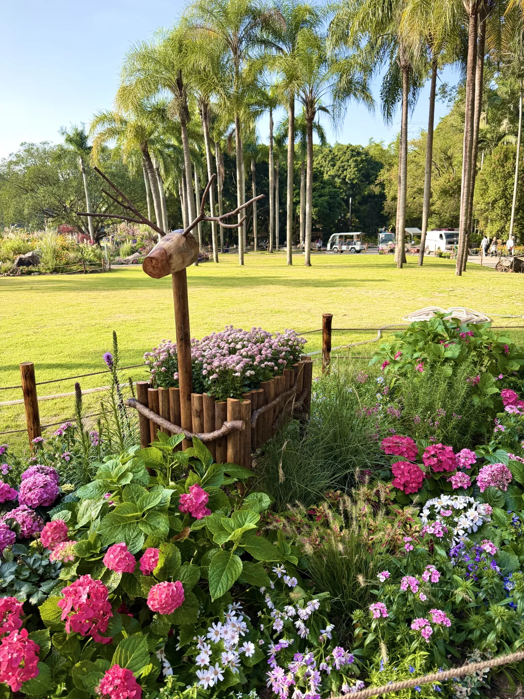 以为广州的菊花展够美了，直到我去了深圳……