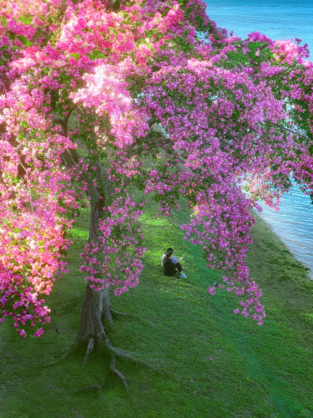 和别的异木棉不同，这棵在蓝湖边长成了梦