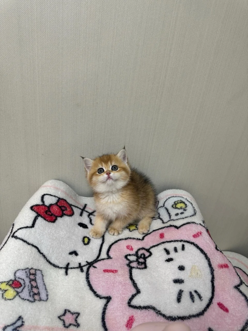 个人原因，金渐层养不了了，广州自提