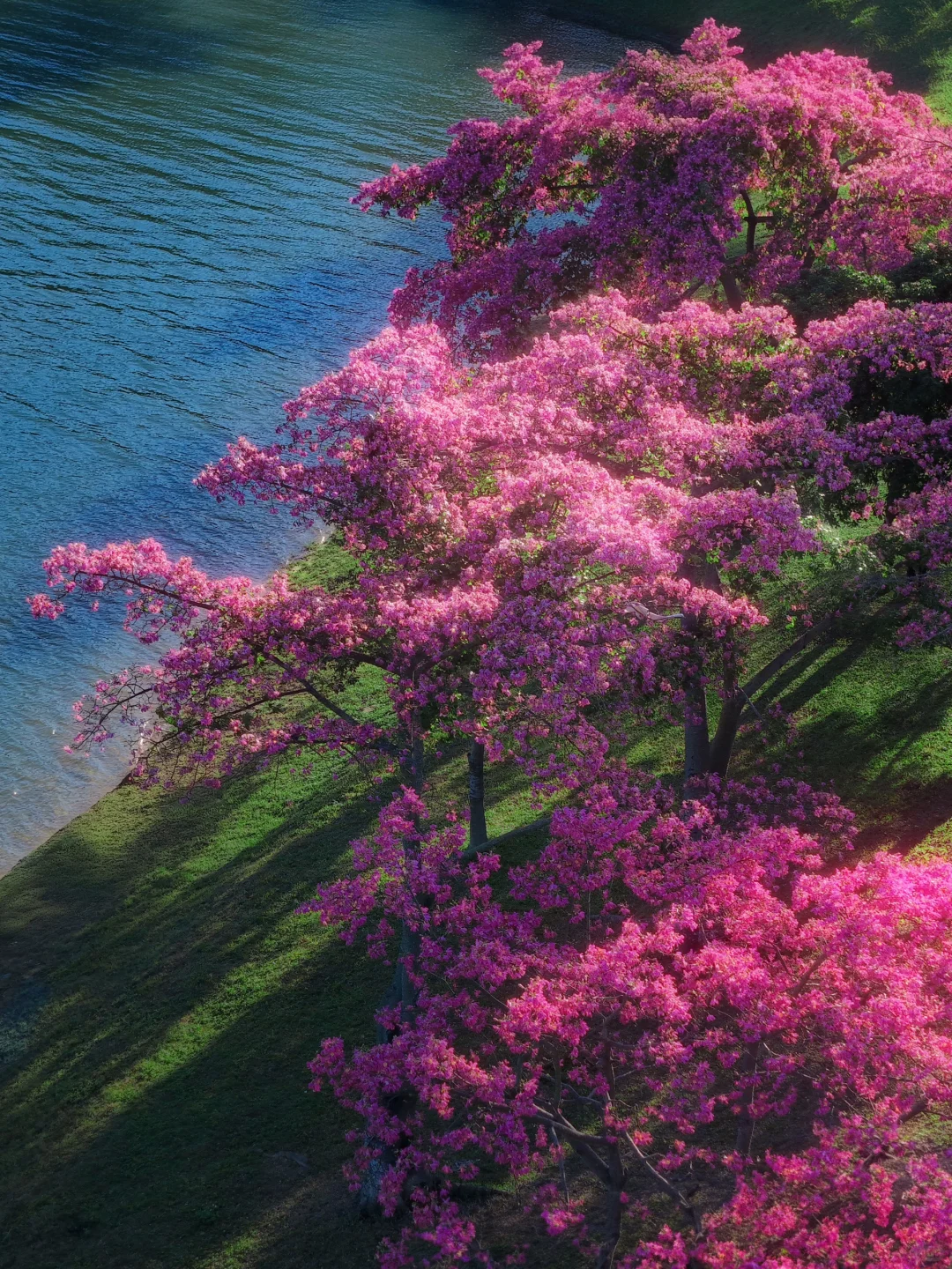 和别的异木棉不同，这棵在蓝湖边长成了梦