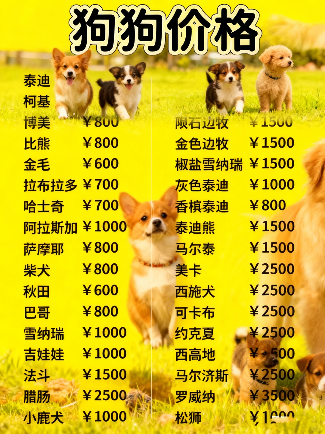 东莞铲屎官狂喜！1200㎡宠物基地直购