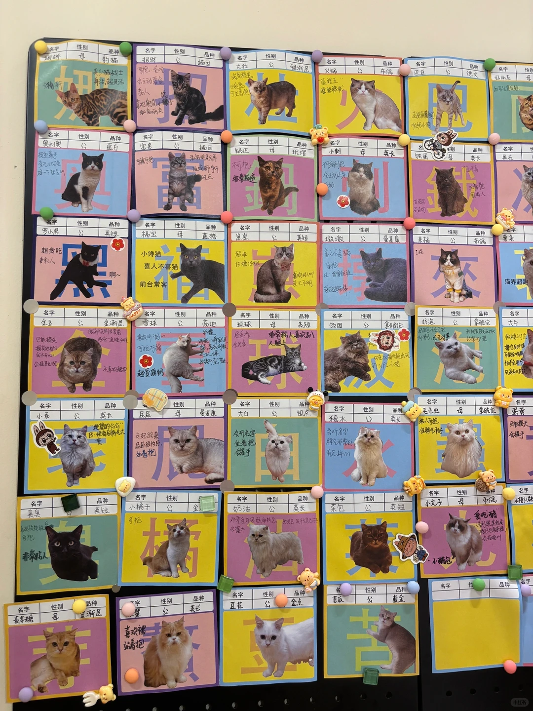 广州｜发现一家超出片的撸猫馆～！！