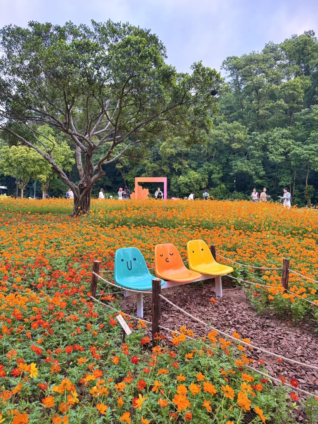 以为广州的菊花展够美了，直到我去了深圳……