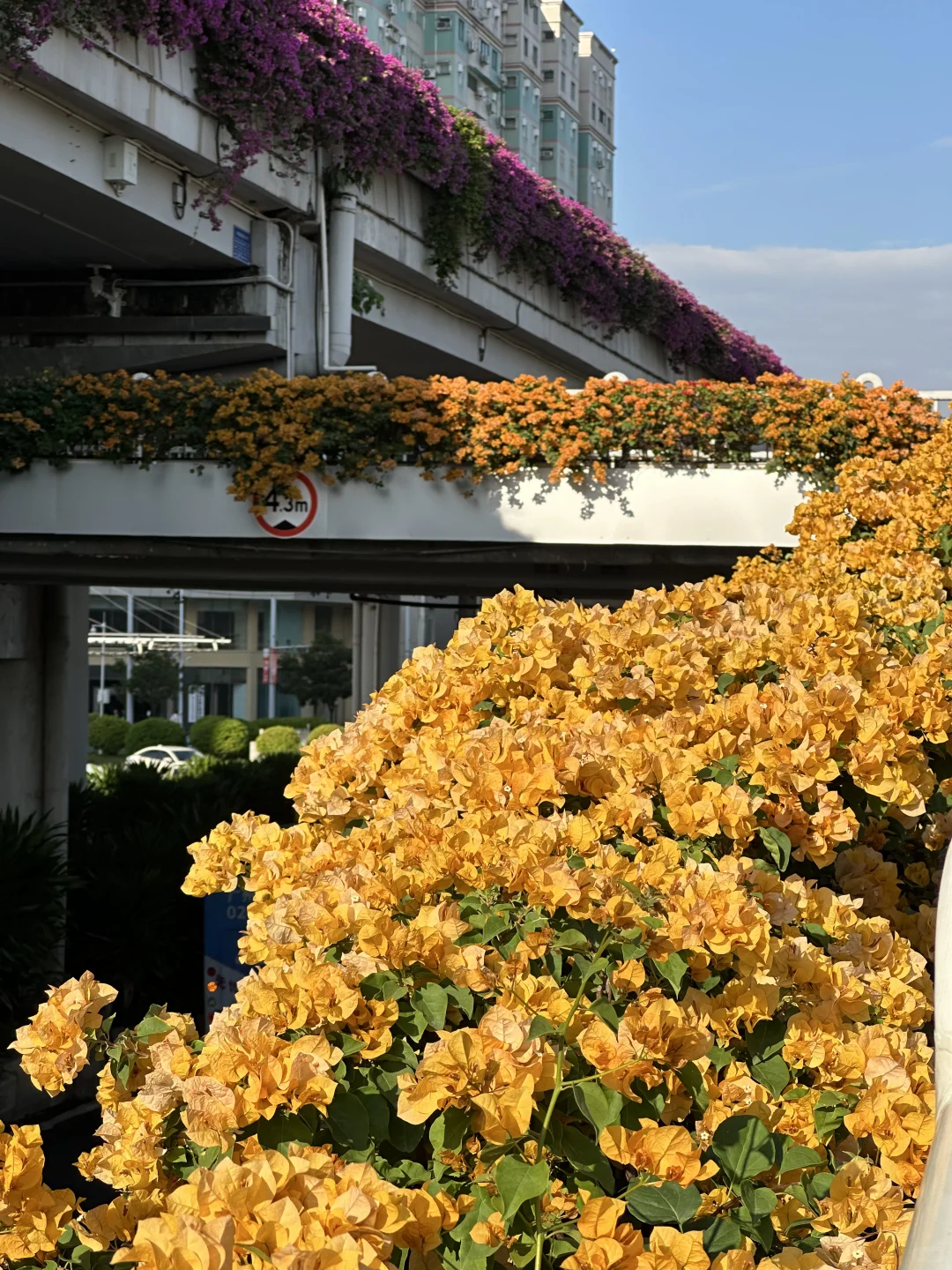 广州地铁直达🌸黄色三角梅又开爆了！！！