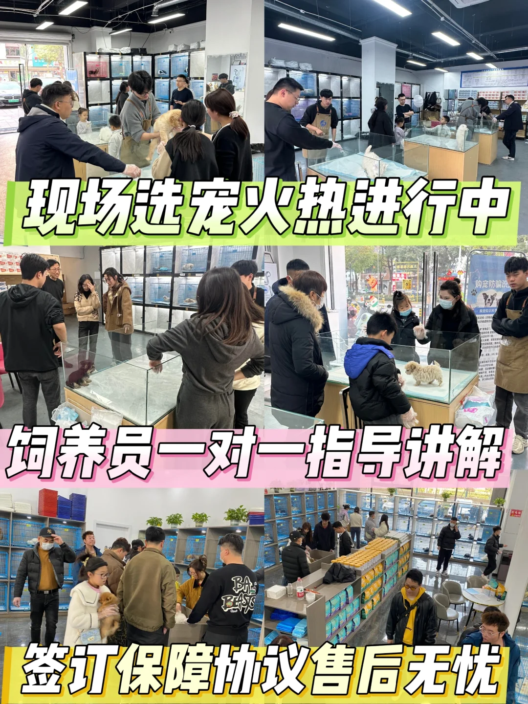 东莞买猫买狗不踩坑！！东莞宠物基地推荐！