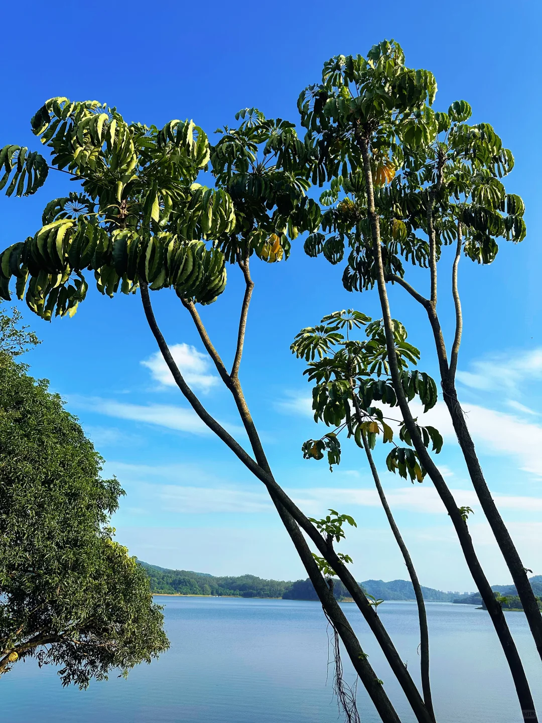 广州自驾出发1h直达｜东莞版“小洱海”美翻天