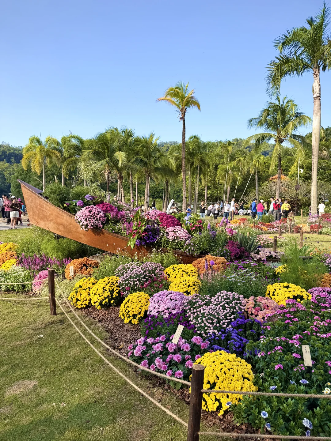 以为广州的菊花展够美了，直到我去了深圳……