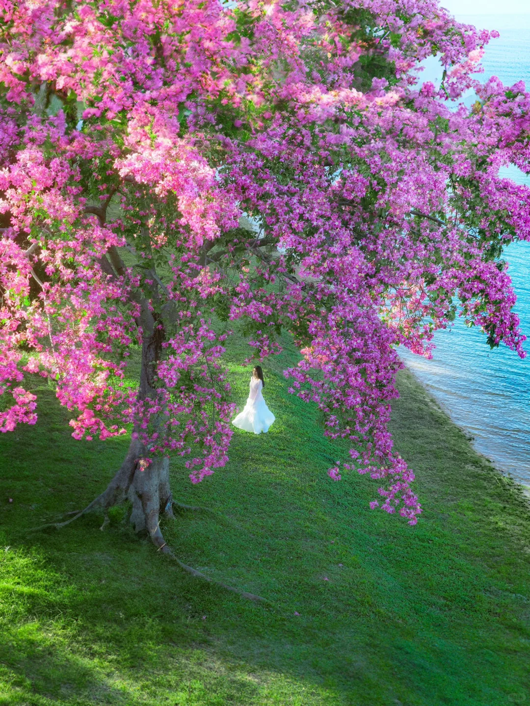 和别的异木棉不同，这棵在蓝湖边长成了梦