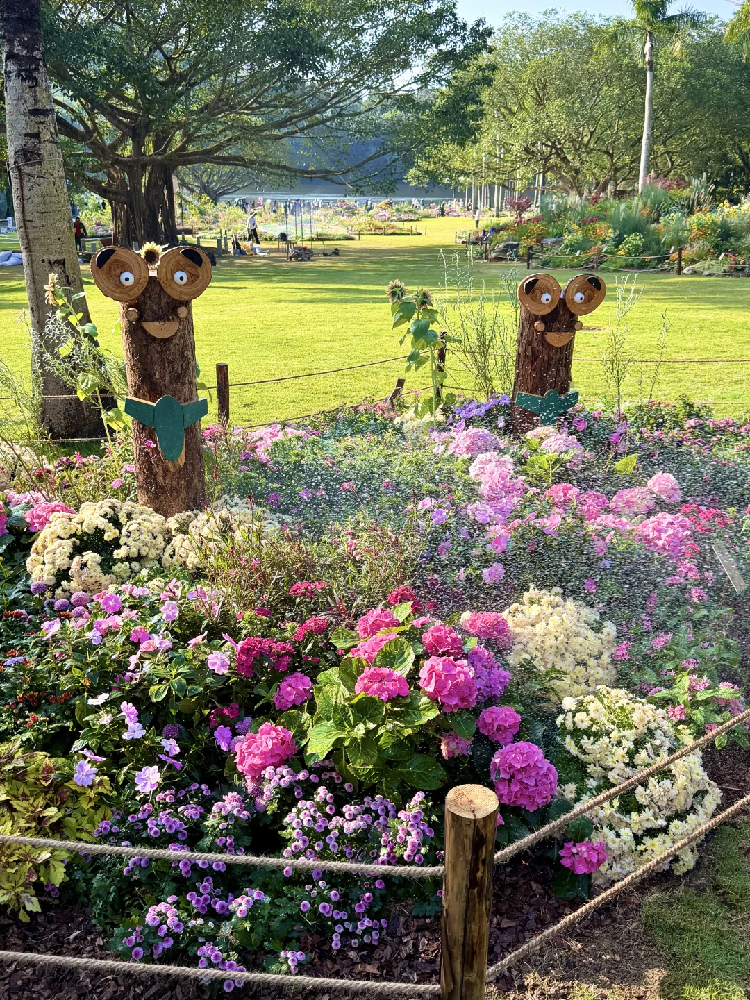 以为广州的菊花展够美了，直到我去了深圳……