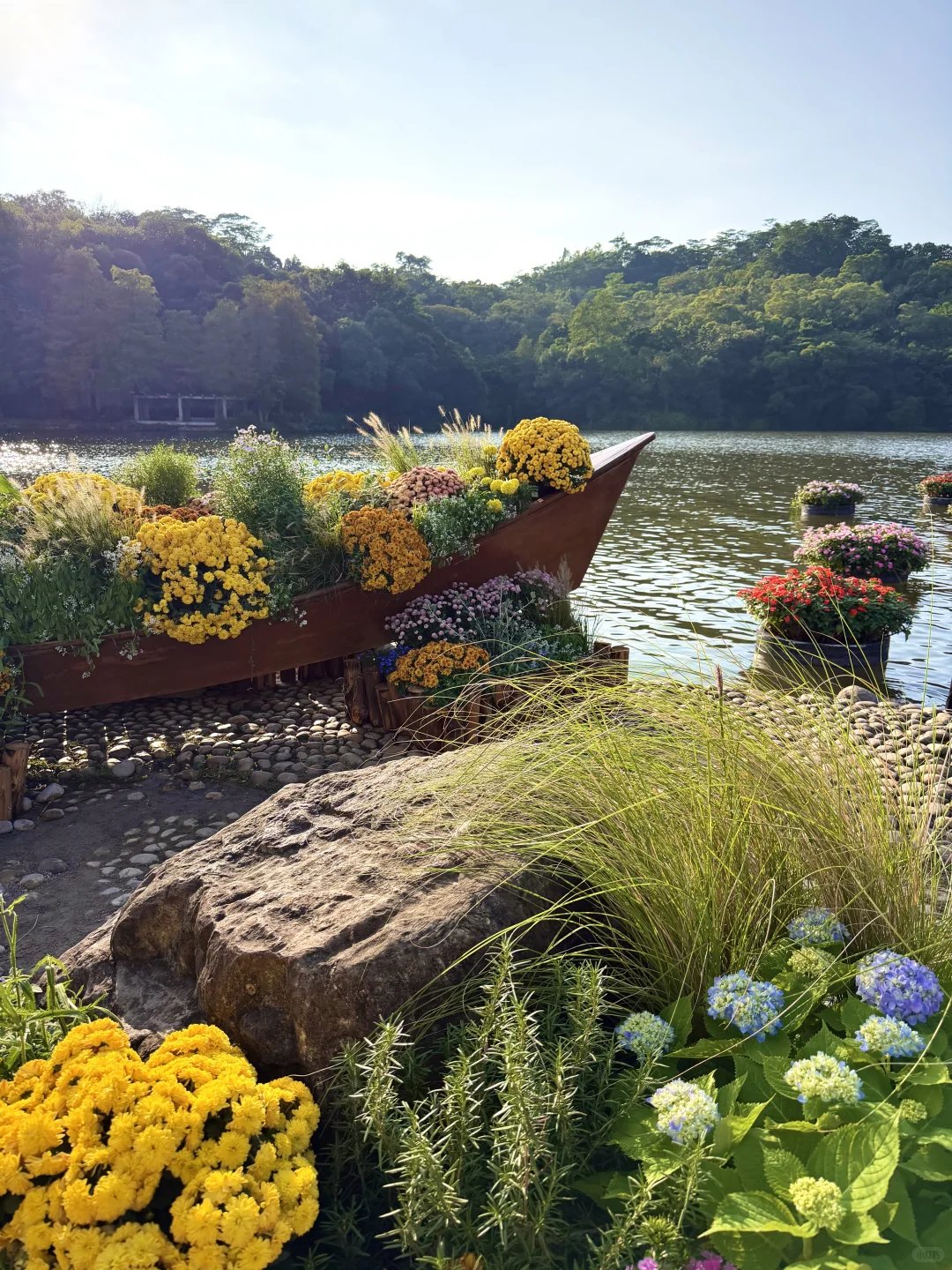 以为广州的菊花展够美了，直到我去了深圳……