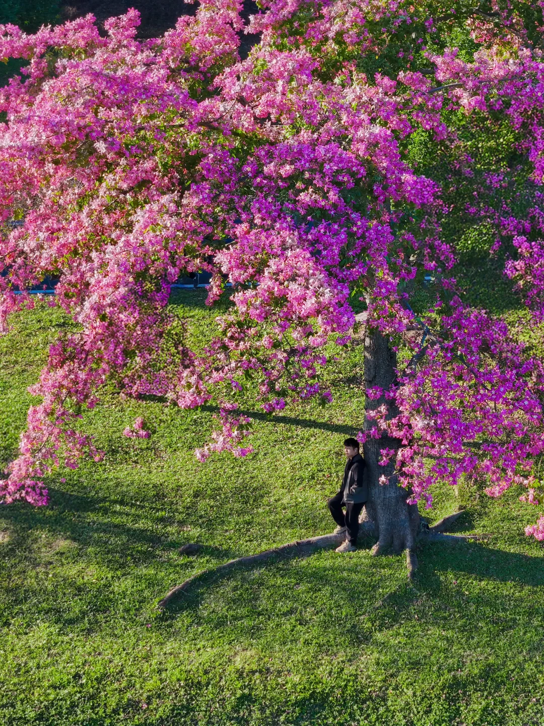 和别的异木棉不同，这棵在蓝湖边长成了梦