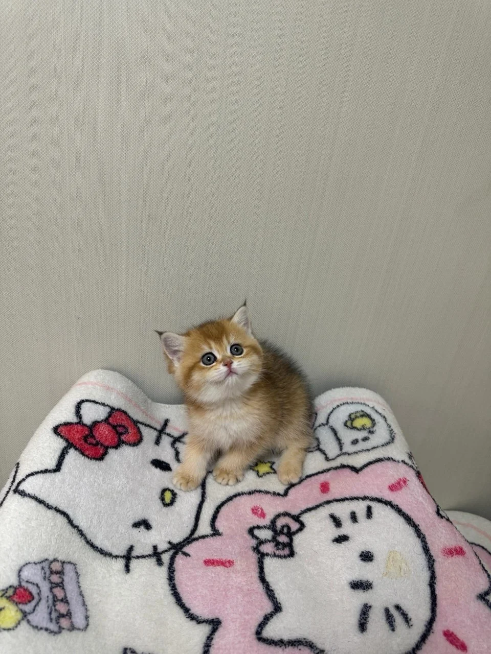 个人原因，金渐层养不了了，广州自提