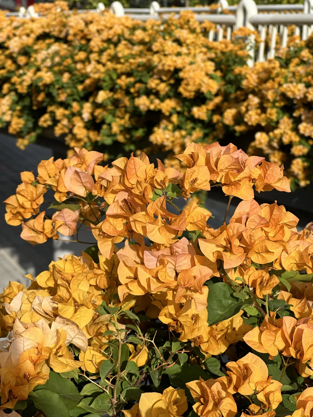 广州地铁直达🌸黄色三角梅又开爆了！！！