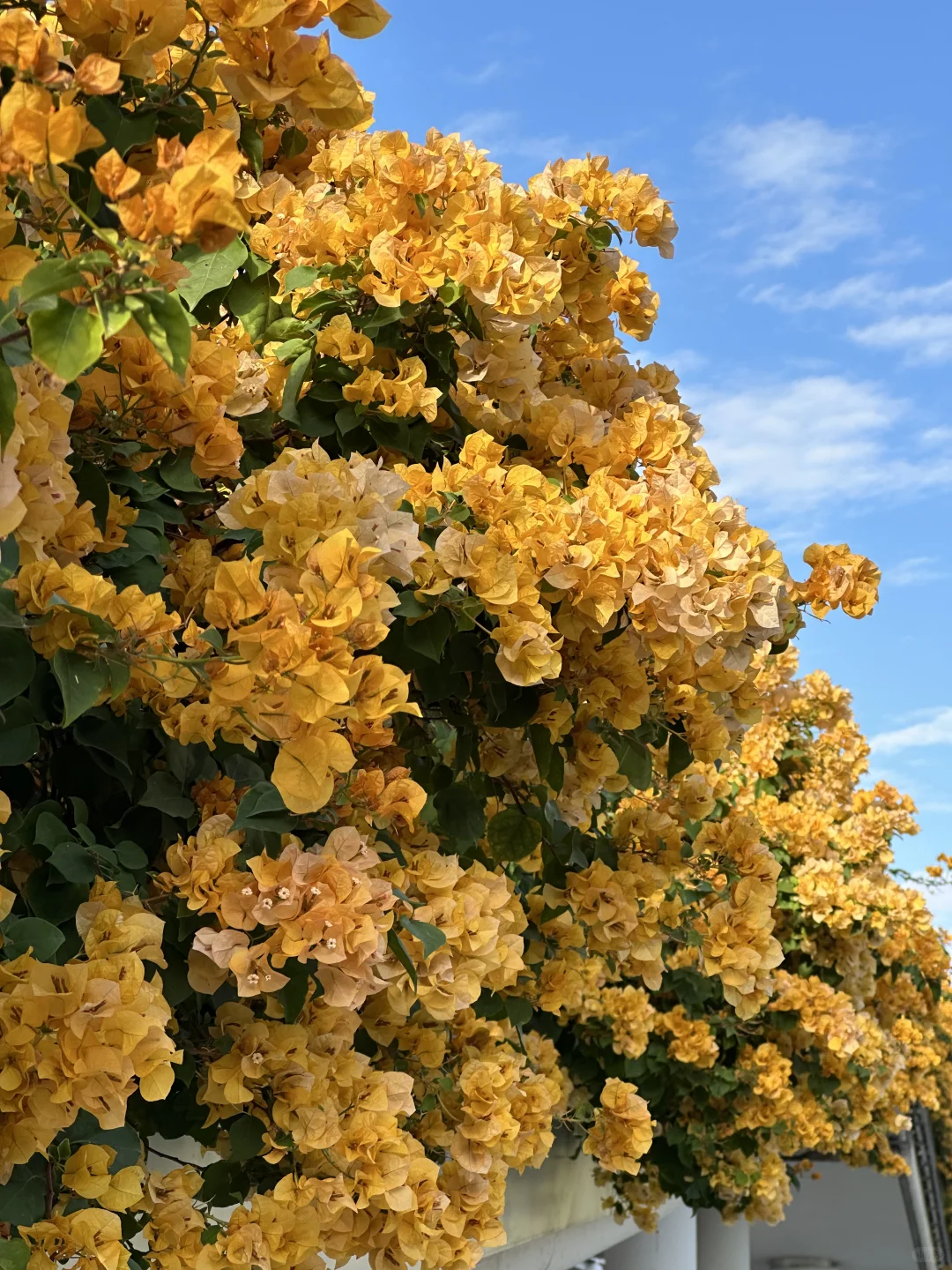 广州地铁直达🌸黄色三角梅又开爆了！！！