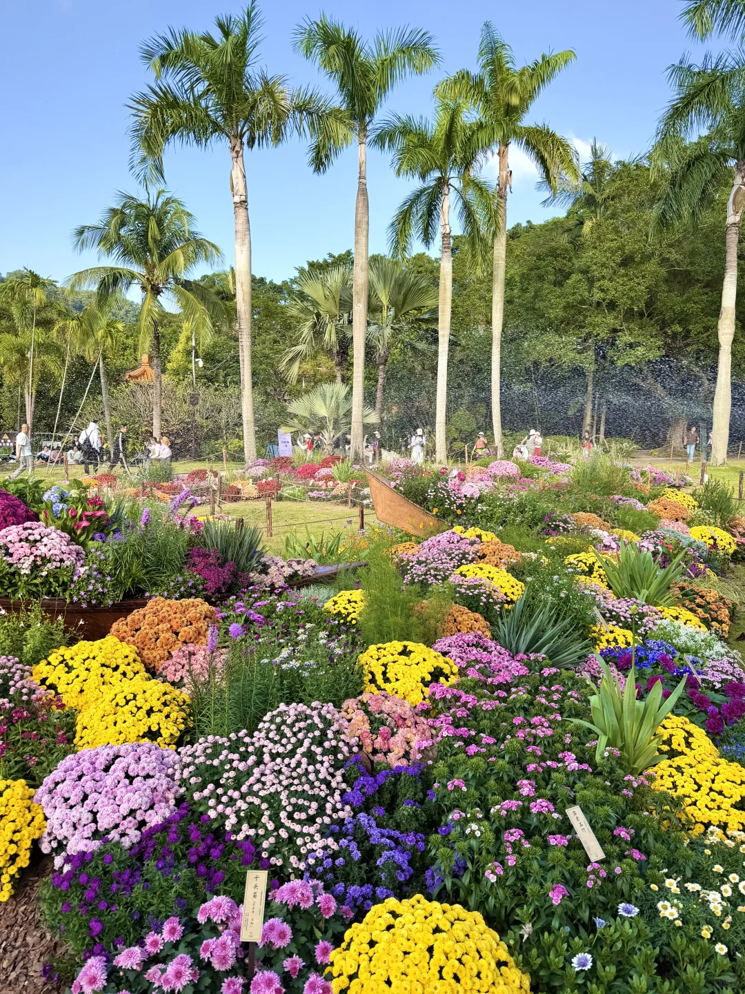 以为广州的菊花展够美了，直到我去了深圳……