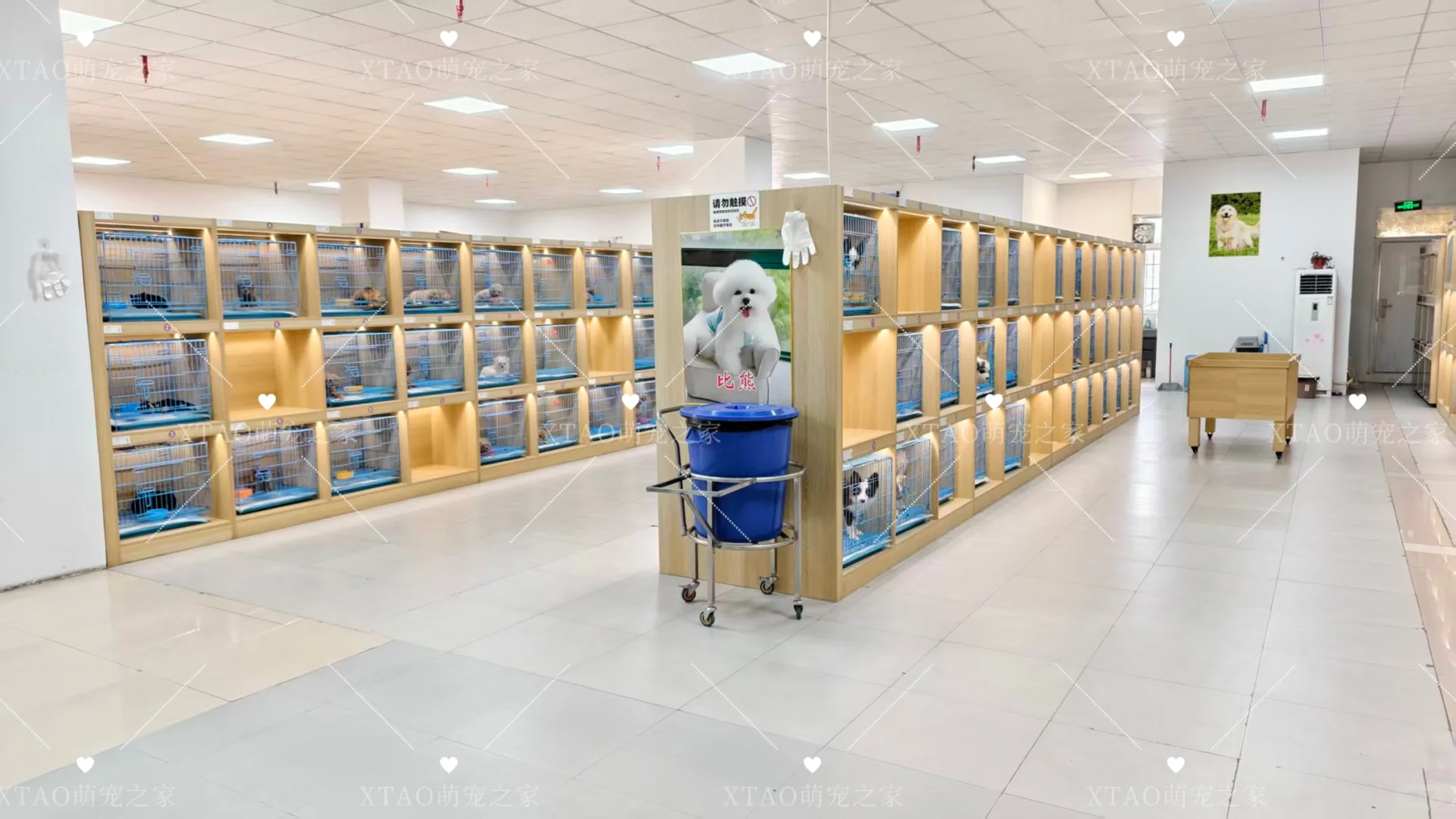 东莞买猫买狗不踩坑！！东莞宠物基地推荐！