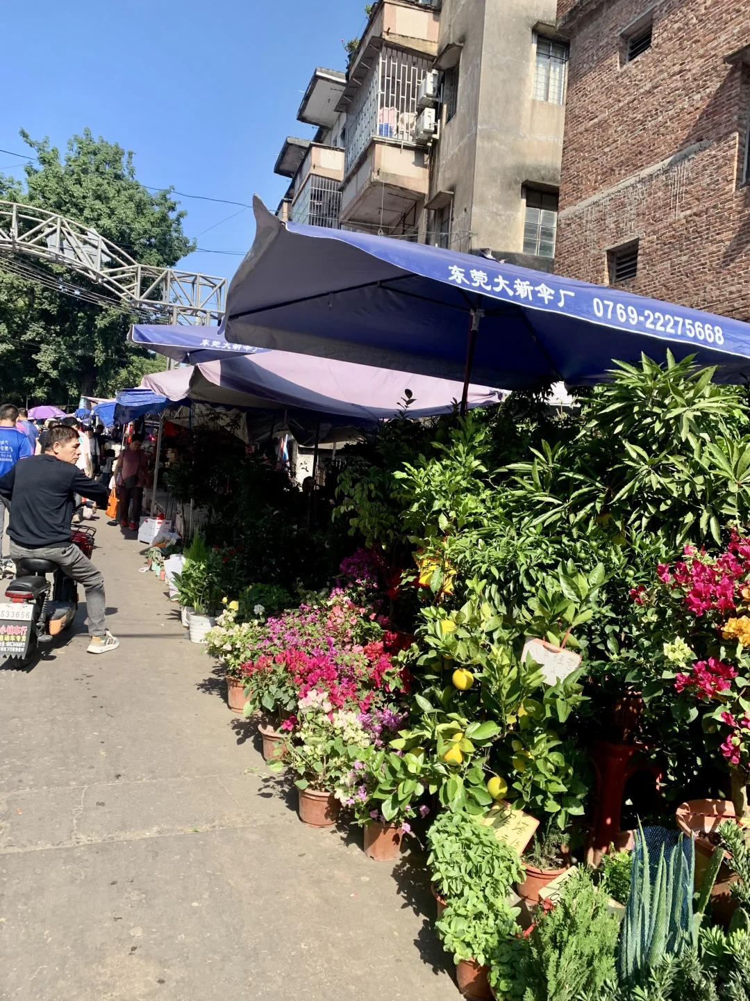 东莞最热闹最具烟火气息的集市！没有之一！