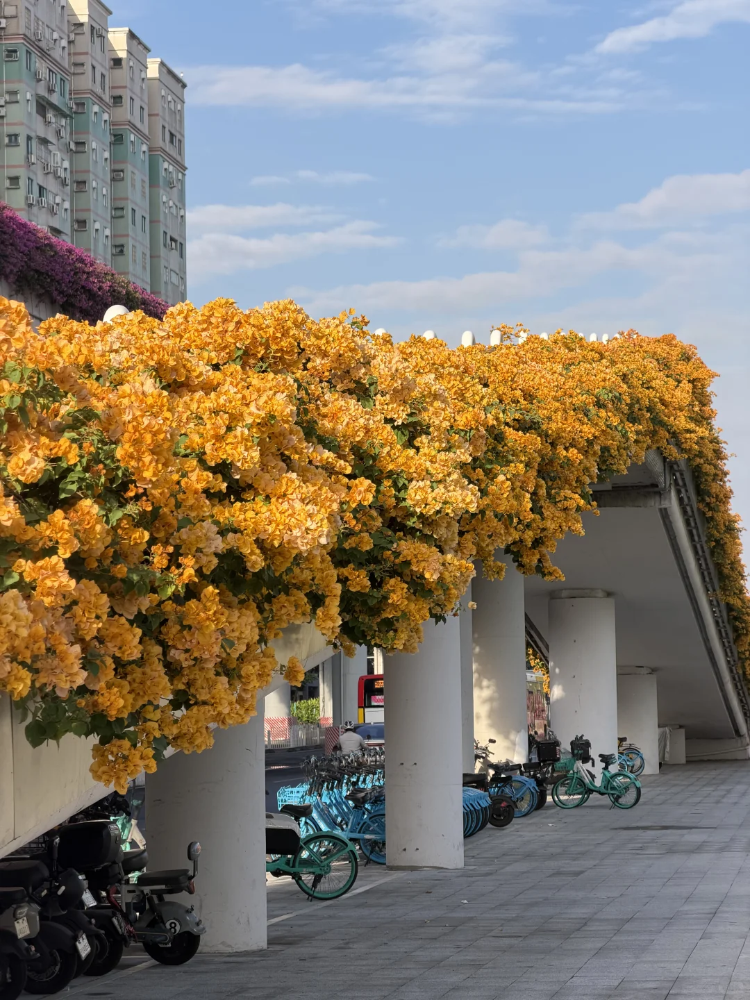 广州地铁直达🌸黄色三角梅又开爆了！！！