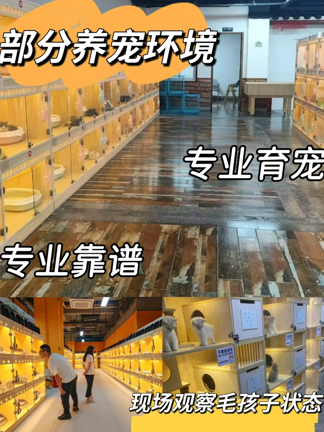 东莞铲屎官狂喜！1200㎡宠物基地直购