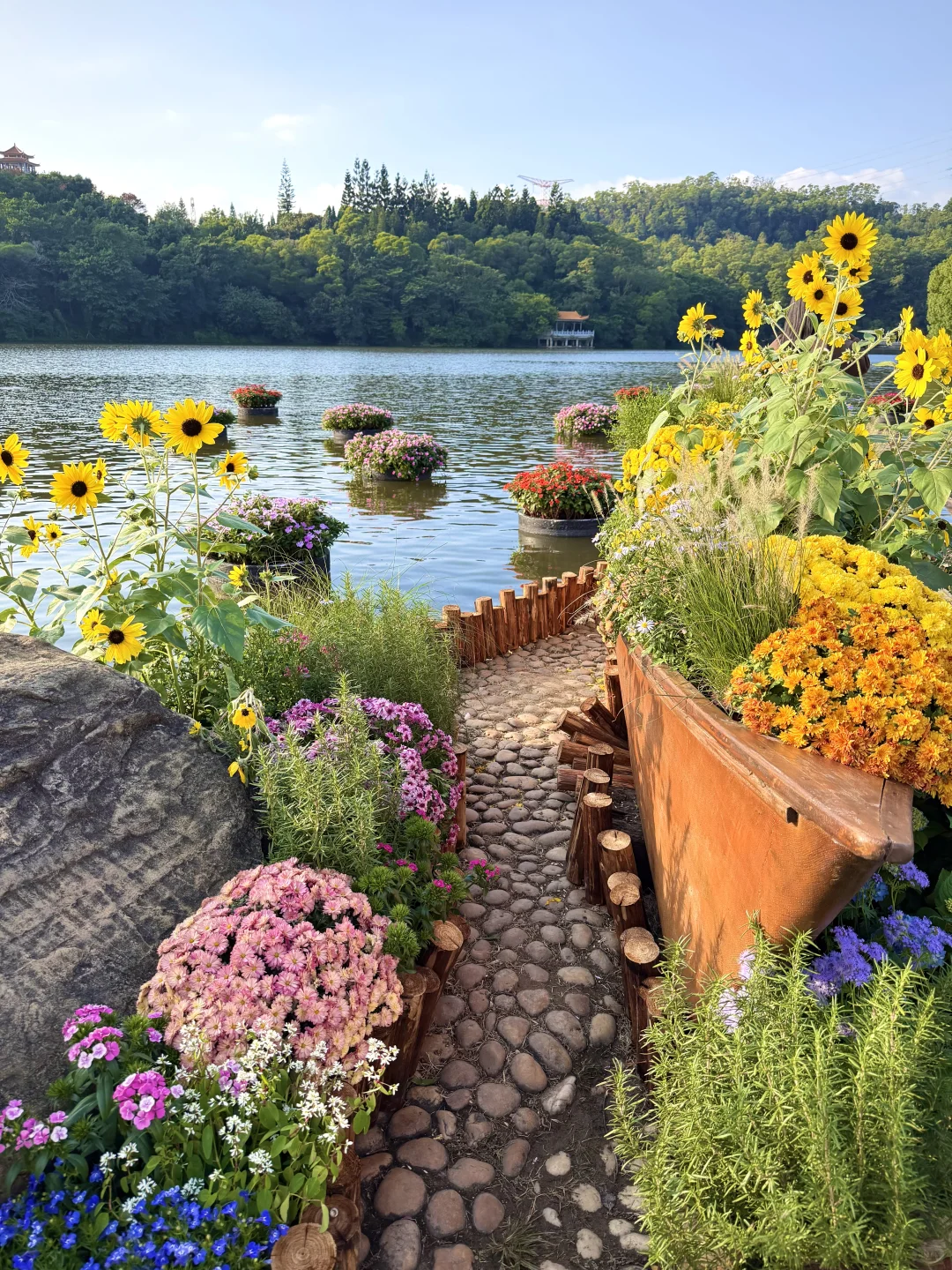 以为广州的菊花展够美了，直到我去了深圳……