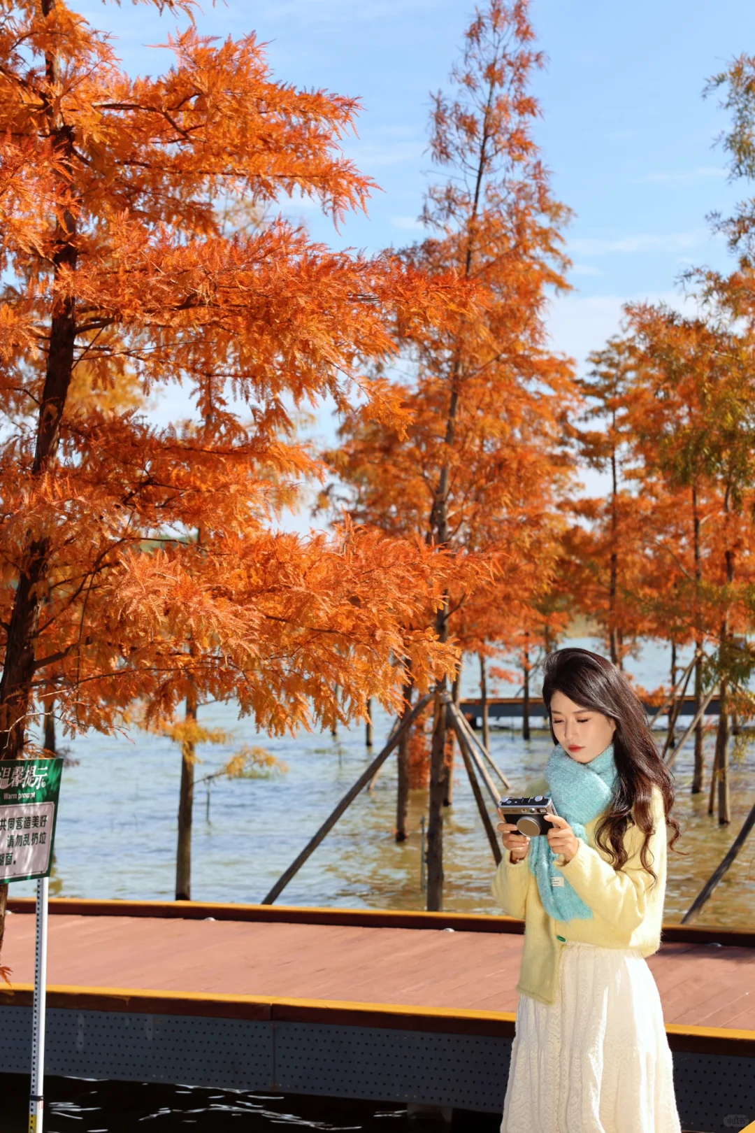 深圳落羽杉🍁已红，趁无人知晓赶紧冲🏃‍♀️💨