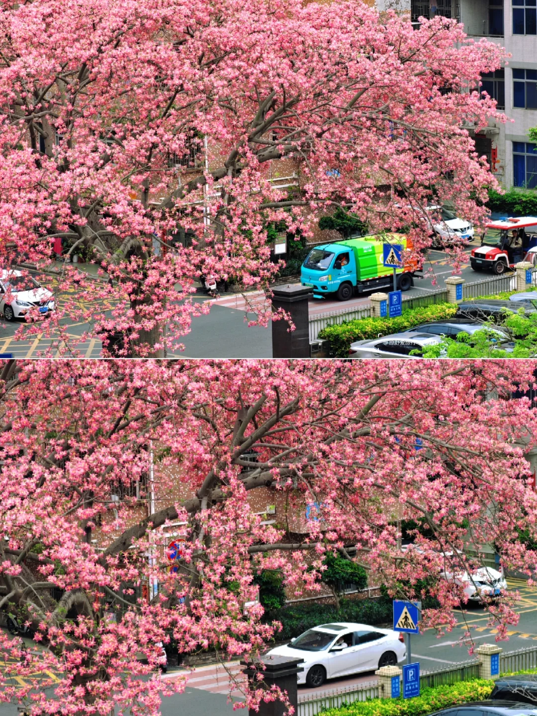 这几天的深圳是这样的❗