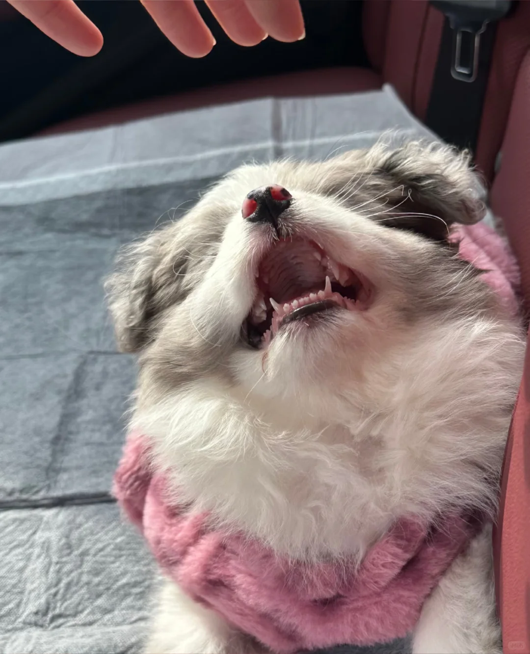 边牧有人喜欢吗（小偿）深圳自提