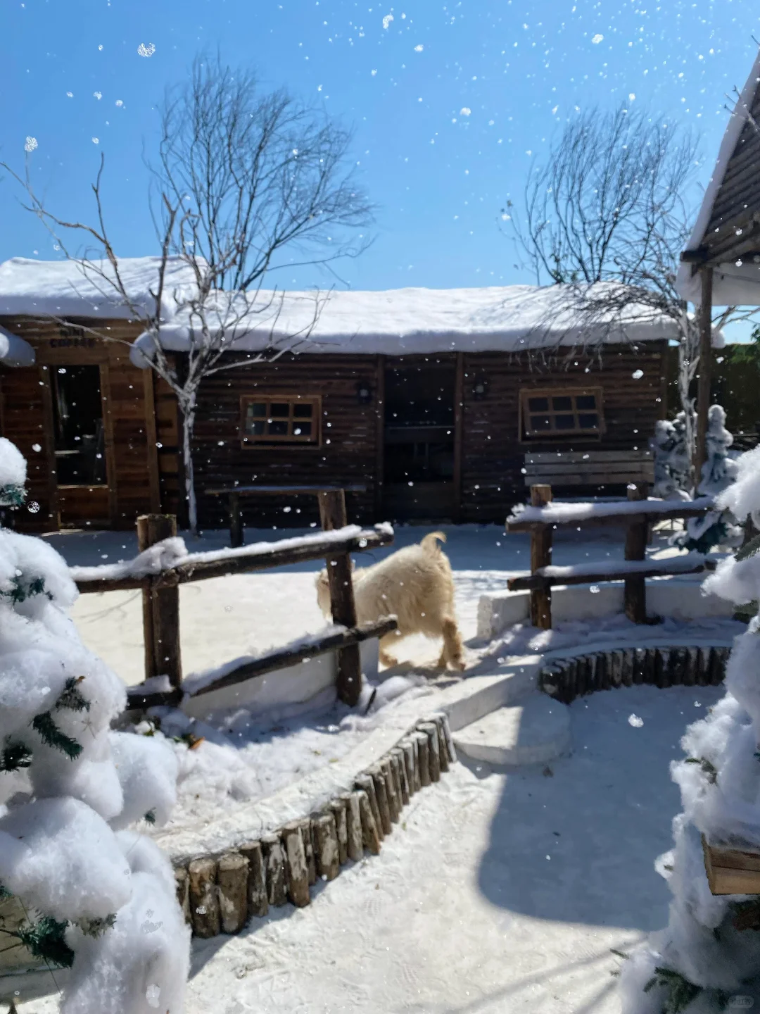 深圳下雪了❄️真像童话里的冰雪世界‼️