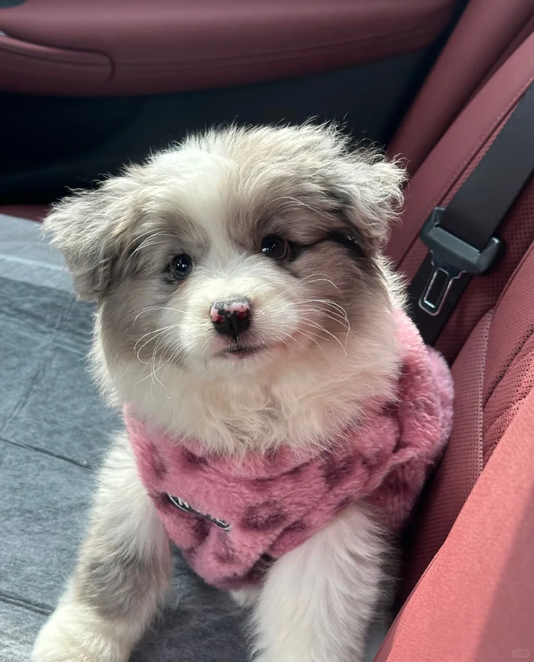 边牧有人喜欢吗（小偿）深圳自提