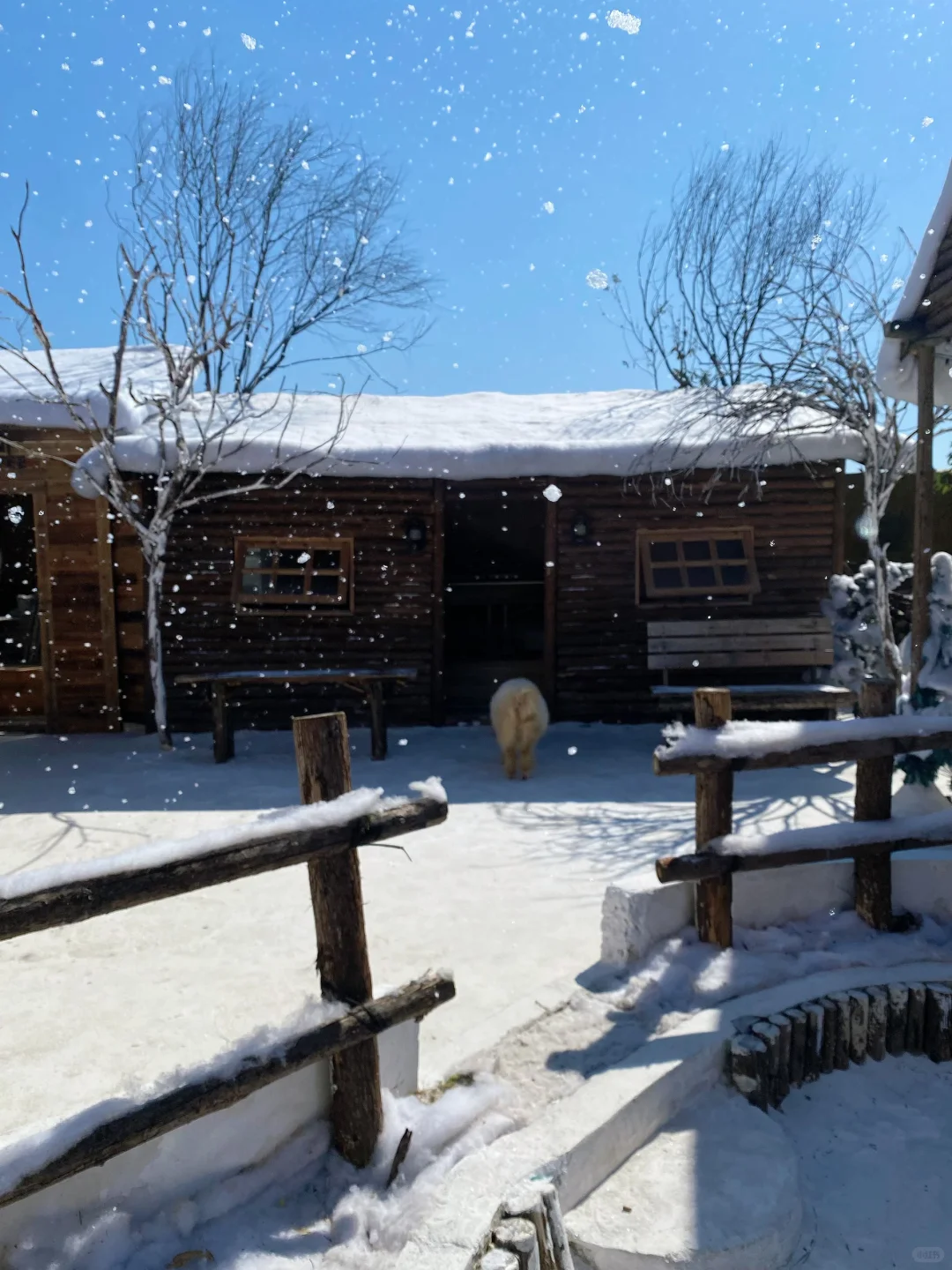 深圳下雪了❄️真像童话里的冰雪世界‼️