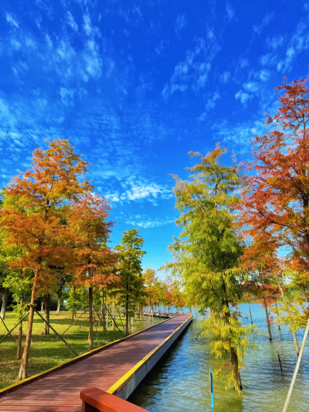 深圳落羽杉🍁已红，趁无人知晓赶紧冲🏃‍♀️💨