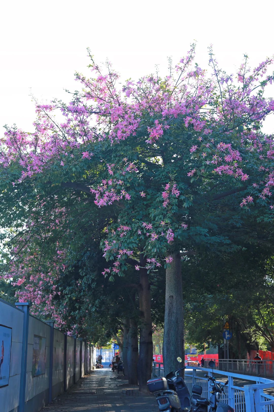 深圳0人挤！异木棉小众拍照地📸