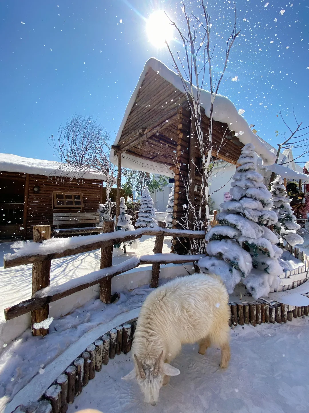 深圳下雪了❄️真像童话里的冰雪世界‼️