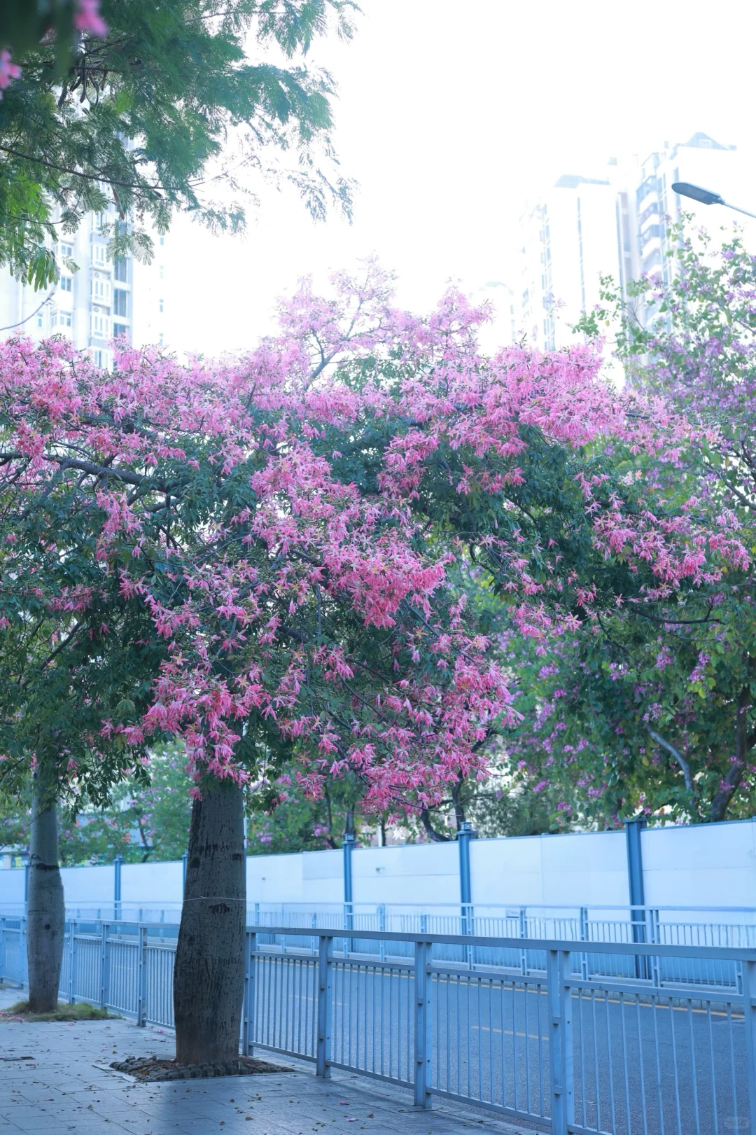 深圳0人挤！异木棉小众拍照地📸