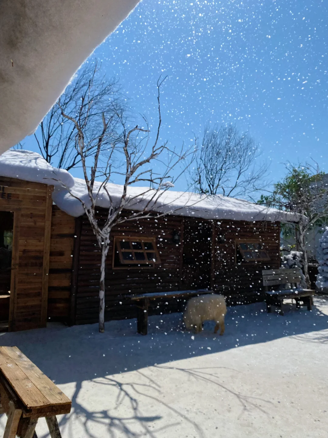 深圳下雪了❄️真像童话里的冰雪世界‼️