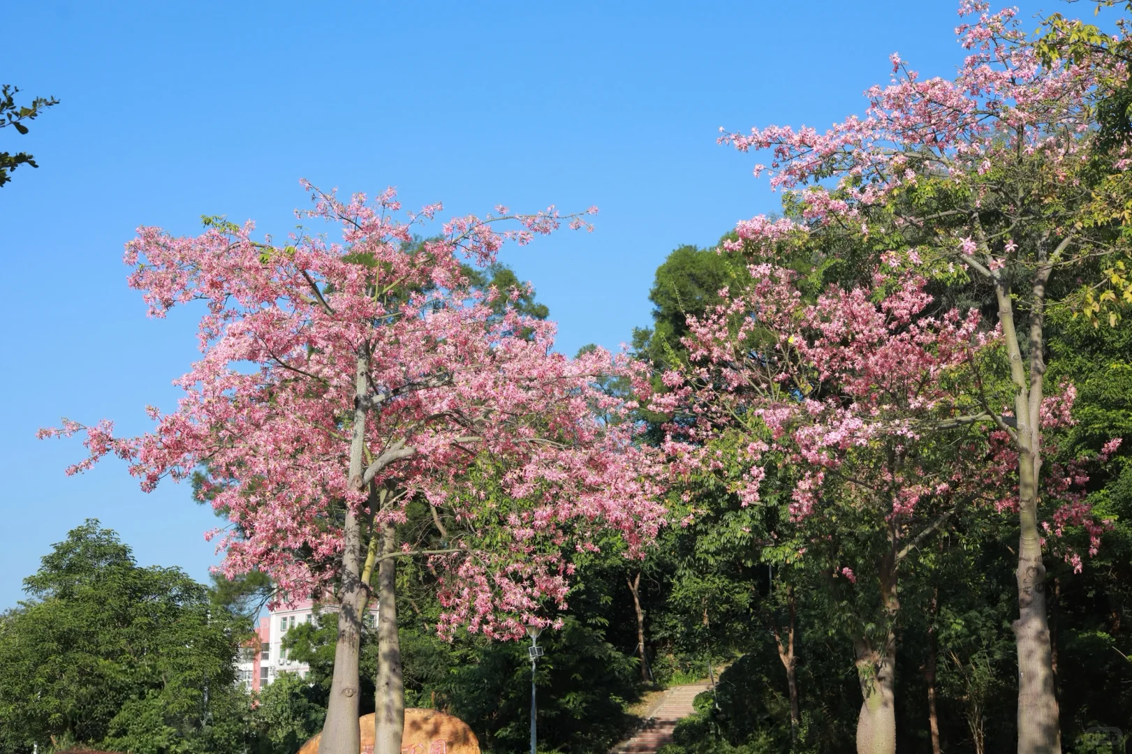 深圳0人挤！异木棉小众拍照地📸