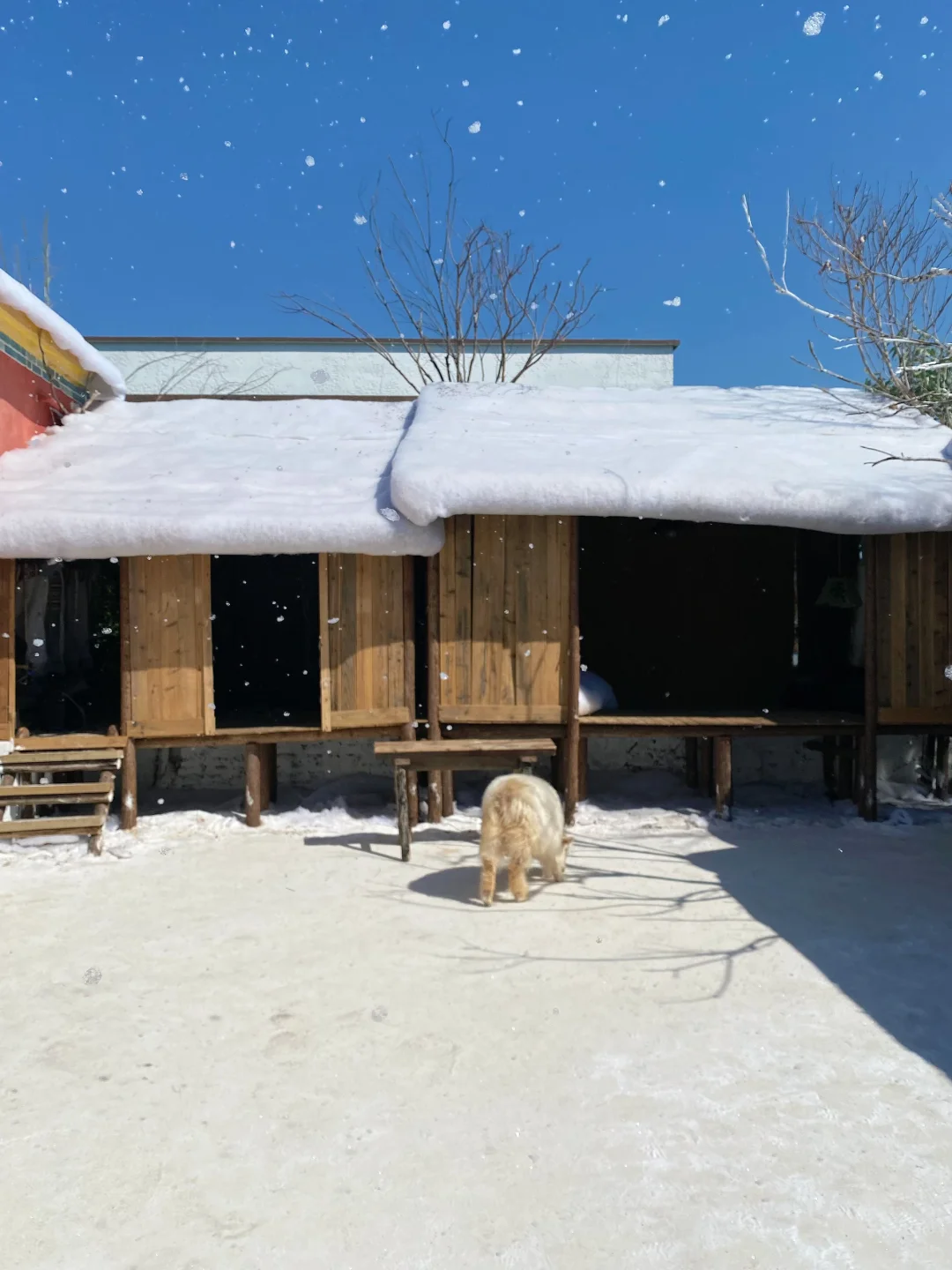 深圳下雪了❄️真像童话里的冰雪世界‼️