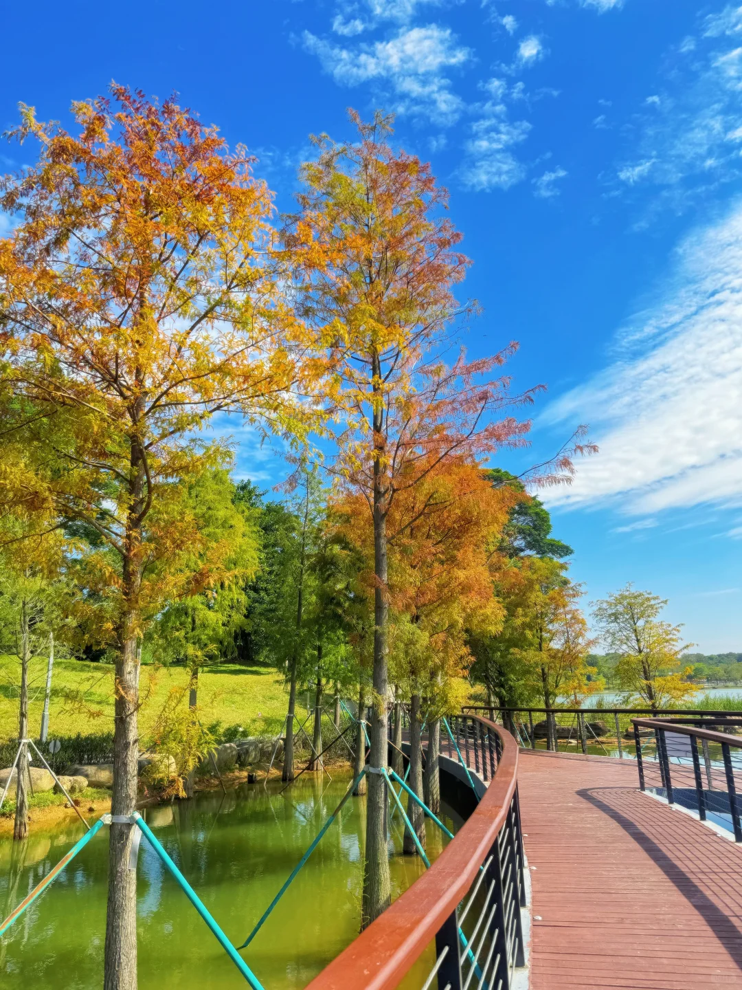 深圳落羽杉🍁已红，趁无人知晓赶紧冲🏃‍♀️💨