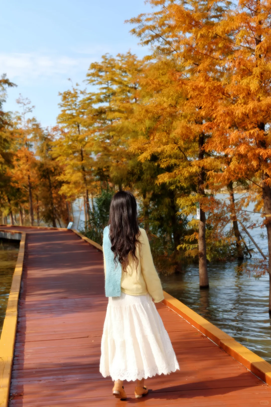 深圳落羽杉🍁已红，趁无人知晓赶紧冲🏃‍♀️💨