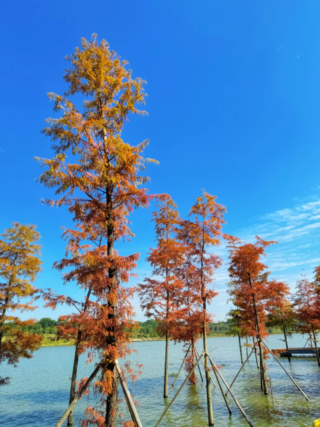 深圳落羽杉🍁已红，趁无人知晓赶紧冲🏃‍♀️💨