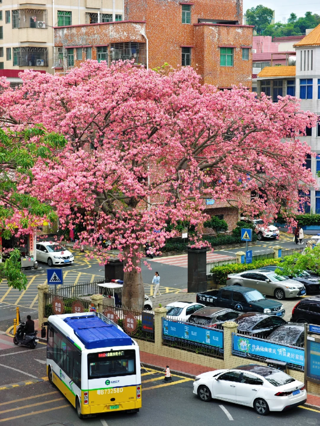 这几天的深圳是这样的❗